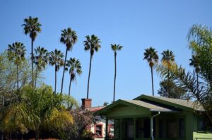 green-house-with-palm-trees