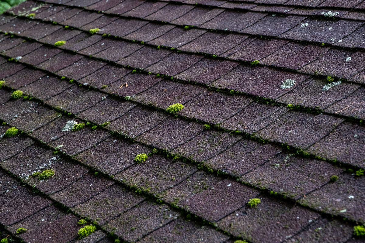 missing shingles mold growth dark shingles