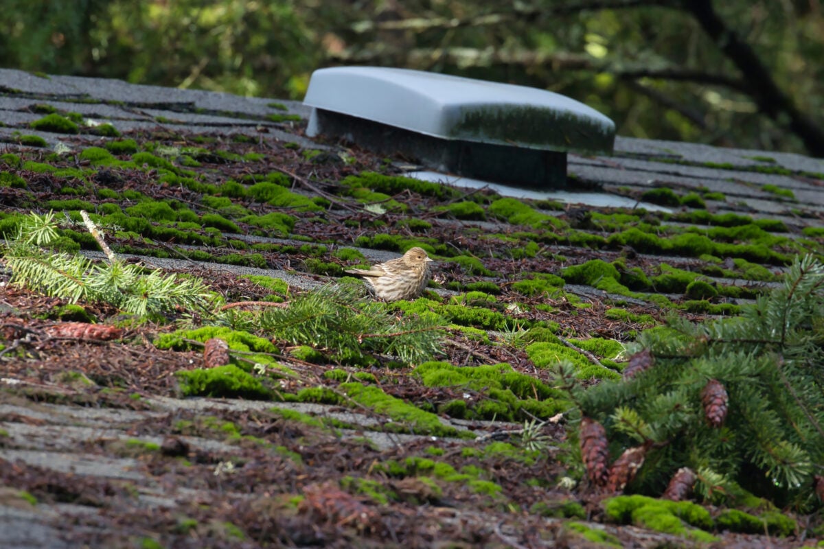 roof moss removal moss covered roof in need of repair with small bird