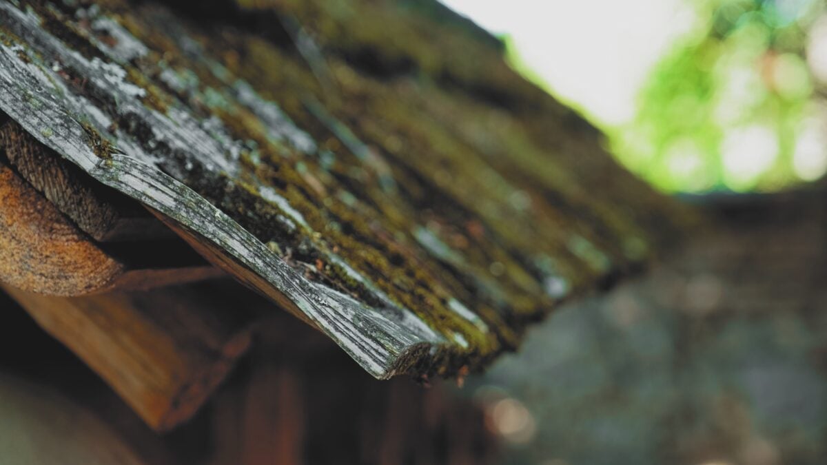 moss on top of cedar shingle